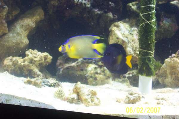 saltwater fish
