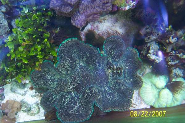 saltwater fish