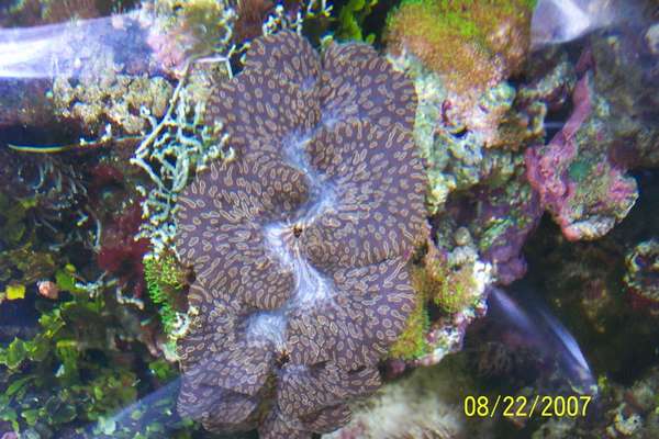 saltwater fish