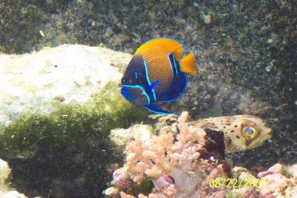saltwater fish