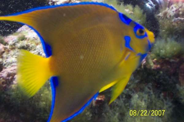 saltwater fish
