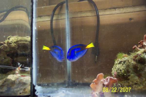 saltwater fish