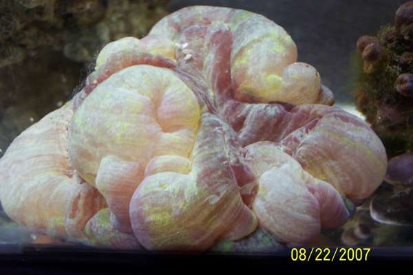 saltwater fish