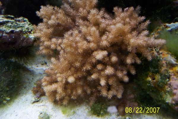 saltwater fish