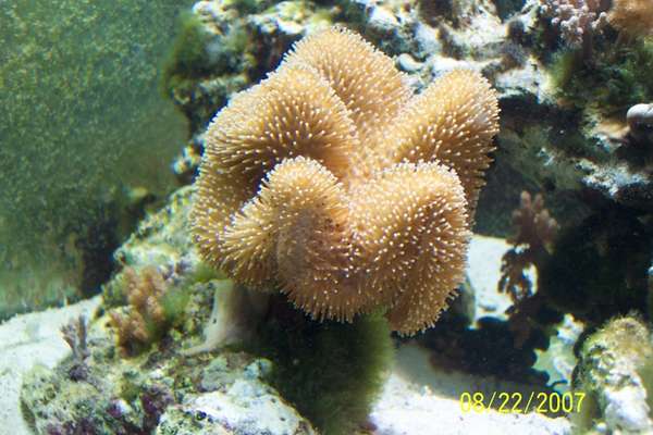 saltwater fish