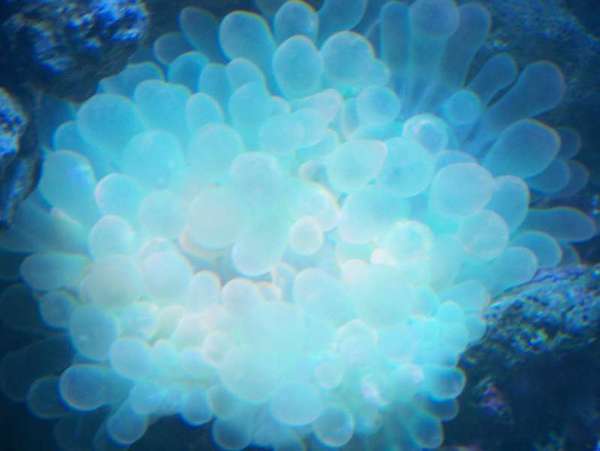 Blue Bubble