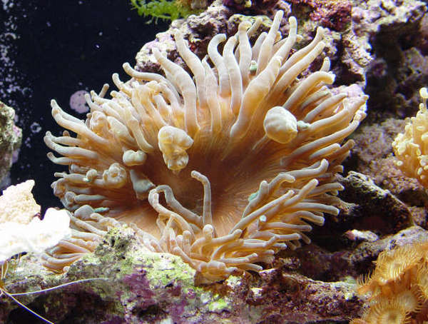BTA