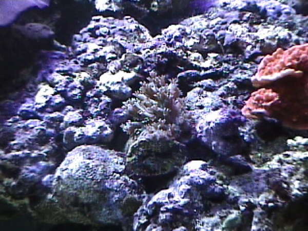 Euphyllia_divisa_frogspawn_