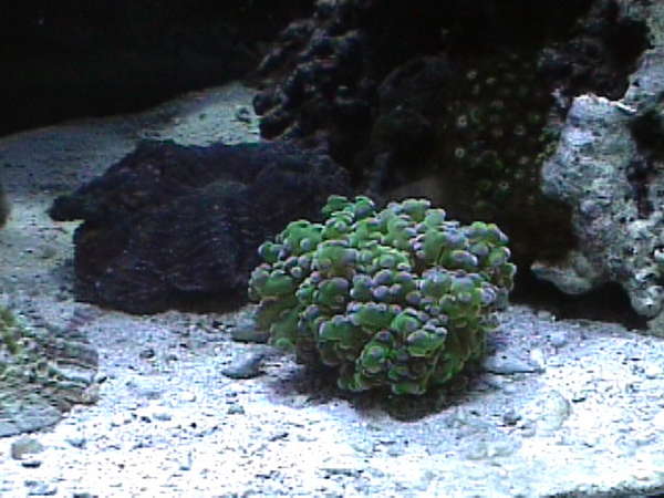 Euphyllia_divisa_frogspawn_