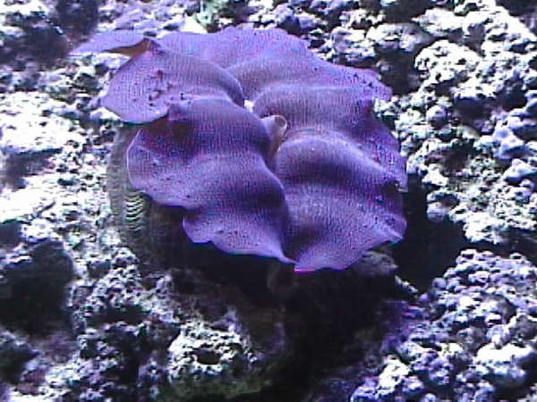 Maxima