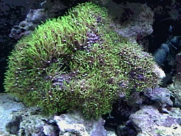 Pachyclavularia_violacea