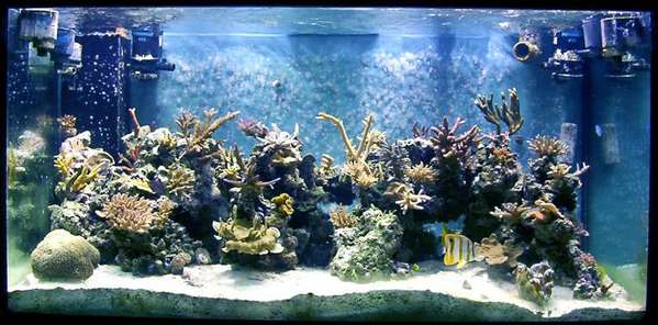 my reef in july