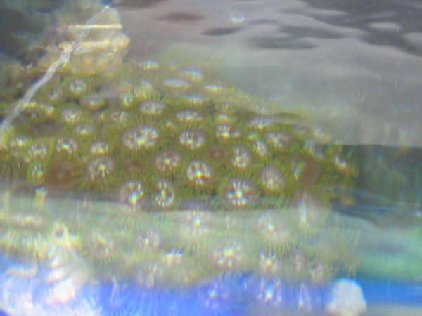 Green N Silver Zoa