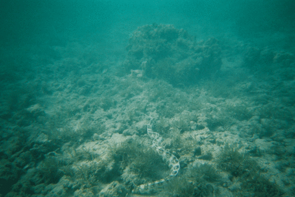 moray01s