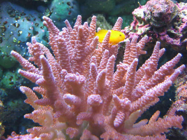 goby-birdsnest