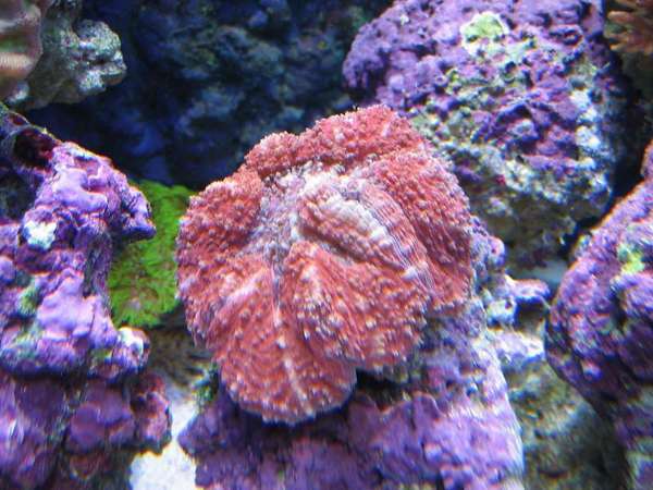 red brain
