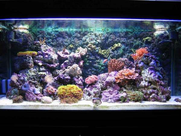 tankfrontview