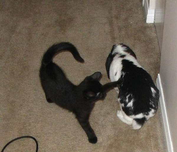 Shadow_Attack