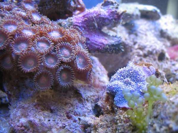 macro1_081504