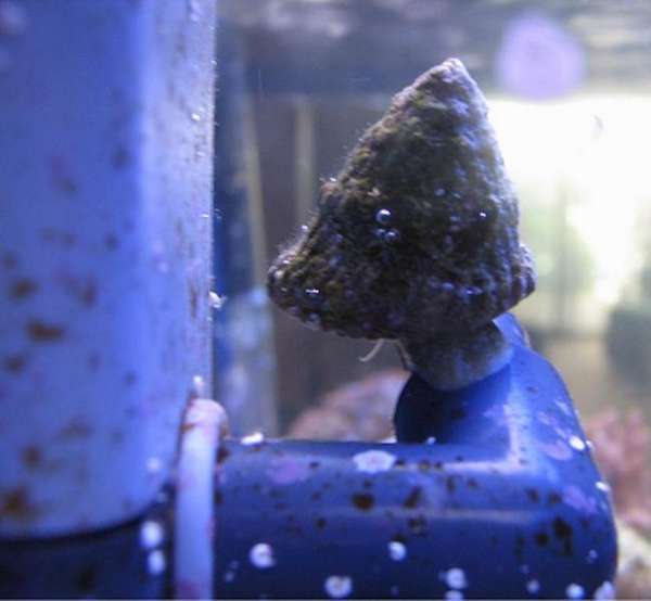 snail_macro2_081504