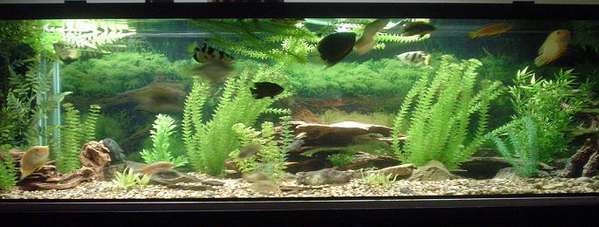 fresh water tank