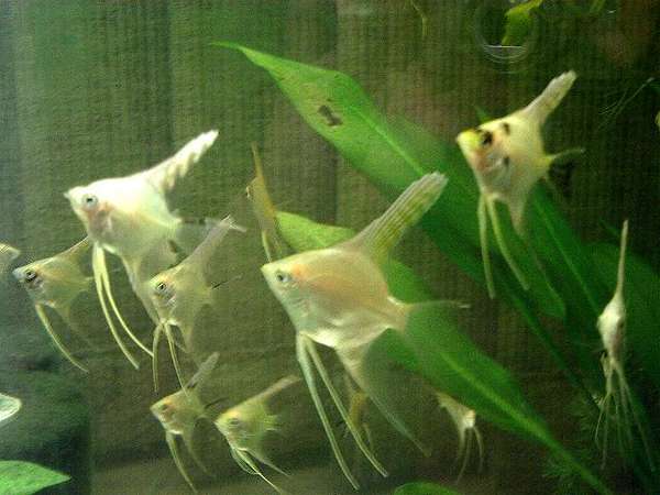 Baby Angels...