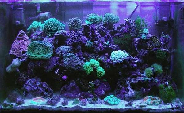 Ivy's Tank Sept 21
