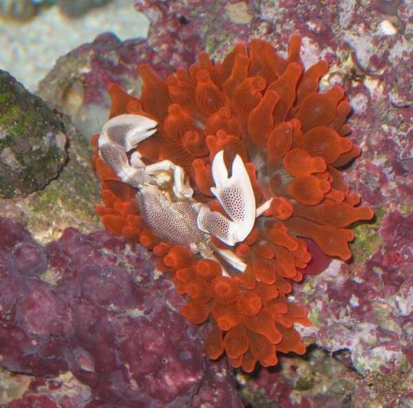 Anemone Crab