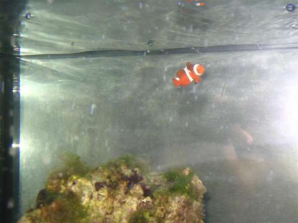 clownfish 2