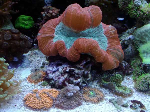 My 120 Gal Reef