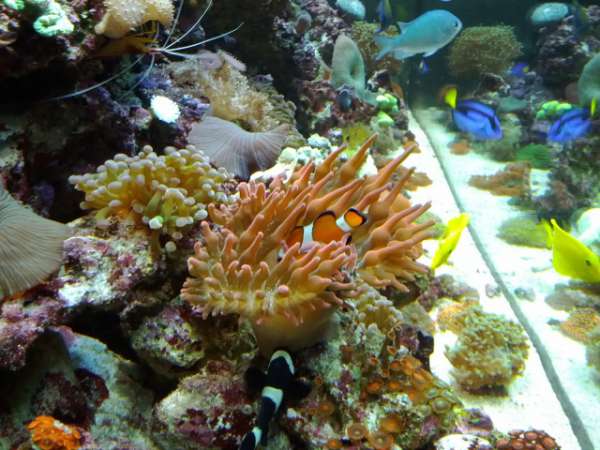 My 120 Gal Reef
