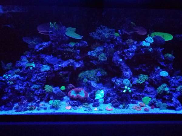My 120 Gal Reef