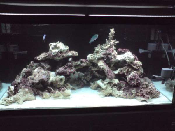 My 120 Gal Reef