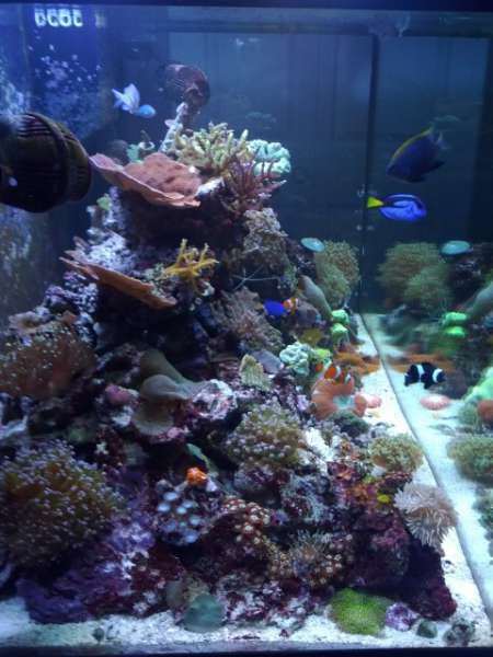 My 120 Gal Reef