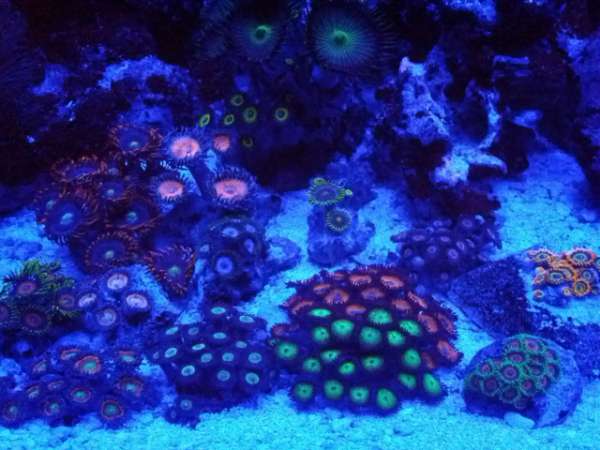 My 120 Gal Reef