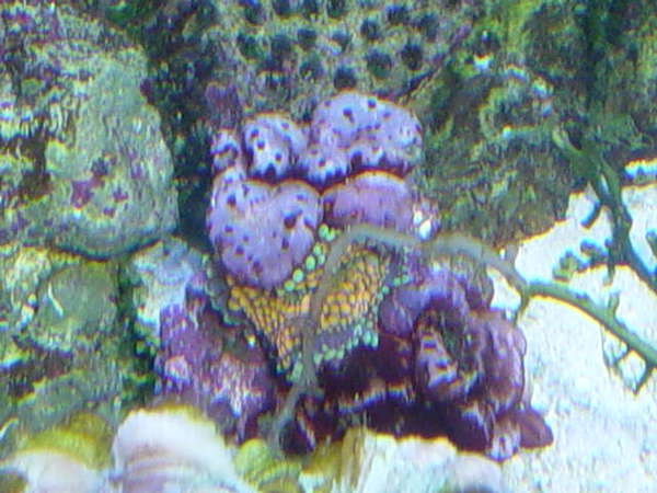 Unknown coral