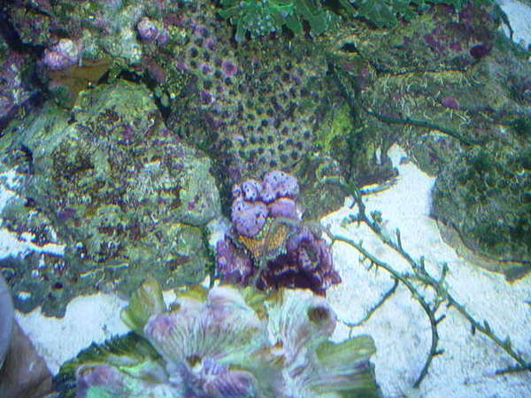 Unknown coral