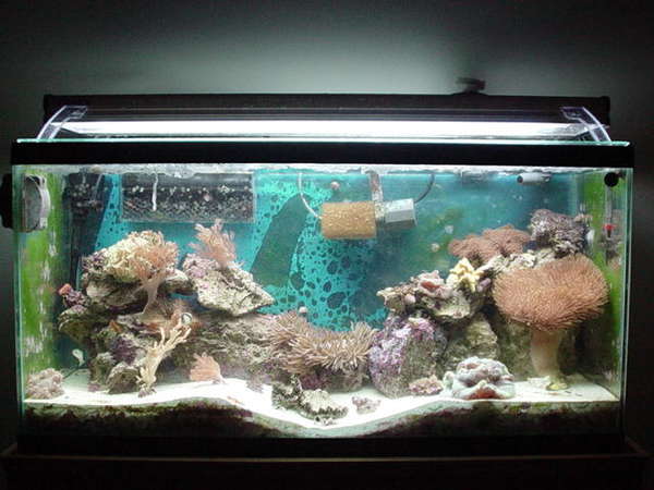 33 gal tank shot