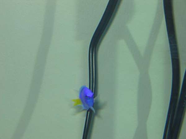 My Yellow Tail Damsel