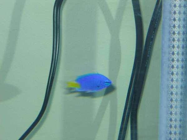 Another Pic of Yellow Tail