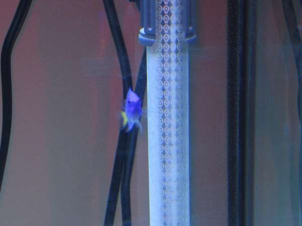 My Fish Hiding
