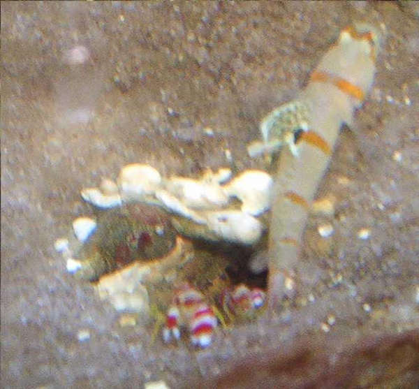 Pistol shrimps and gobie
