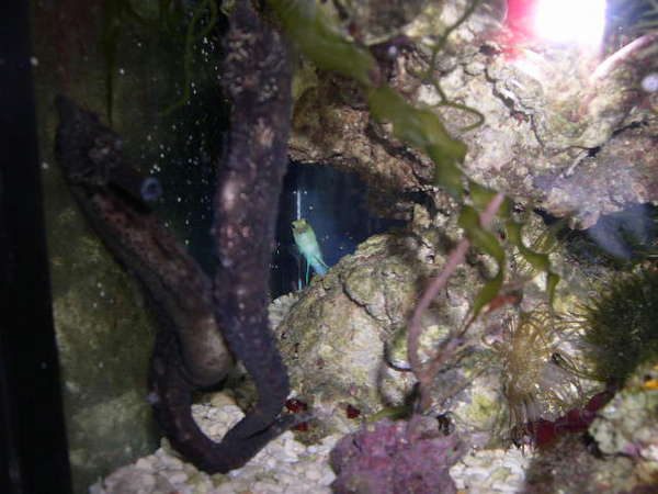 Jawfish Peeping Tom