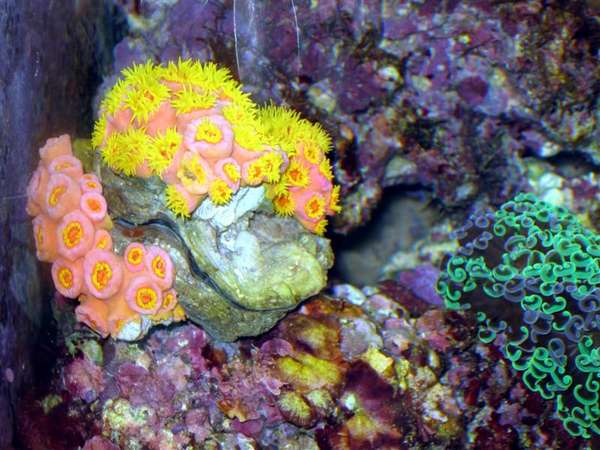 Sun coral on a clam