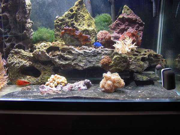 fish_pic