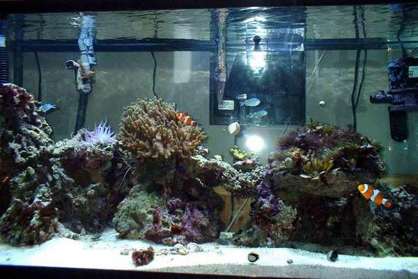 My 75 Gallon Reef to be