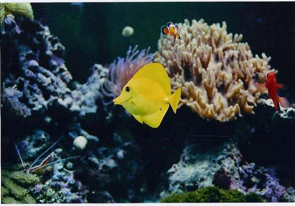 Yellow tang