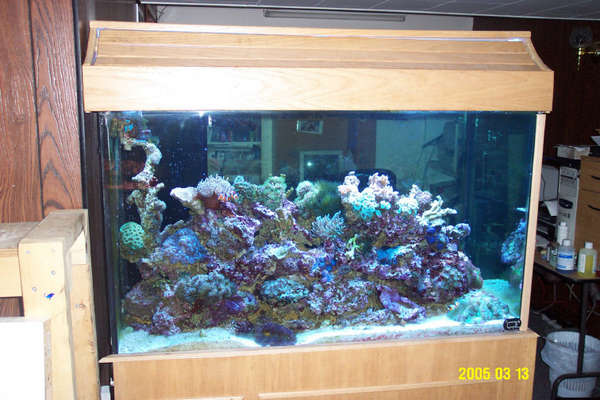 the 3 main tanks
