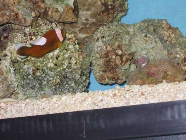 fish_1_26_05_001
