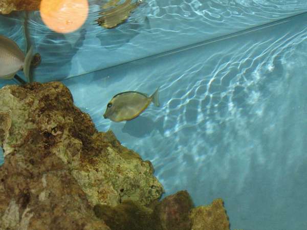 fish_1_26_05_004
